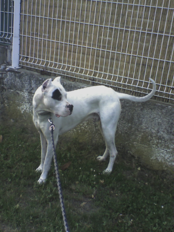 Roy dogo male 6ans lof recherche un foyer - Page 2 Photo_10