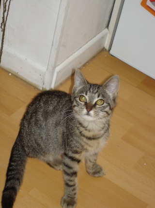 Pepper, très jolie chatonne tigrée, née vers le 16 juin 2009 Dsc07914