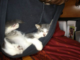 Tiago, chaton gris & blanc, 3 mois fin octobre 2009 Dsc08125