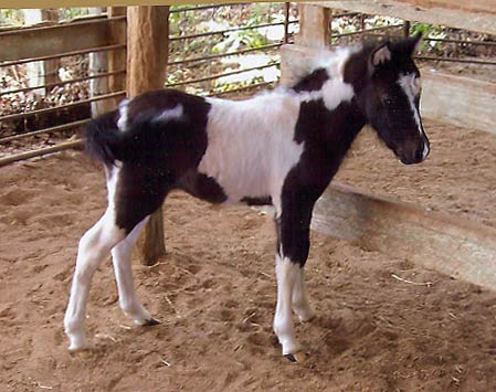 Kandor's and Andor's first colt Feathe10