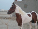 حصان عربي للبيع Oabmc811
