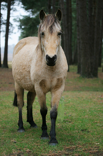 Triplet Exmoor Pony's 30409010