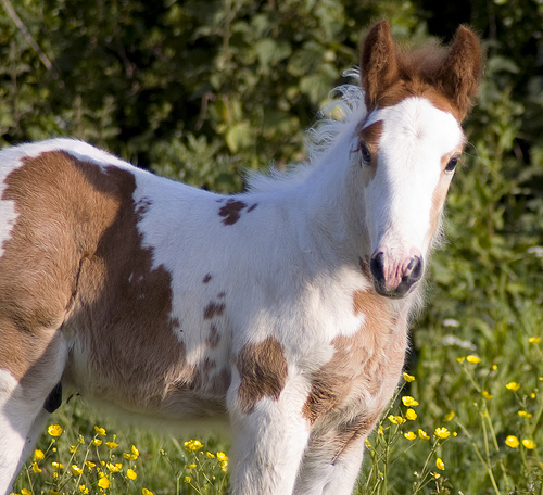 Monday & Uptown arrive with there foals. - Page 4 36504511