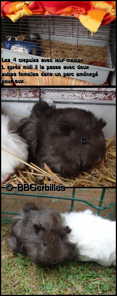 [ 80 - A adopter ]  2Males Cochons d'Inde A_25_j10