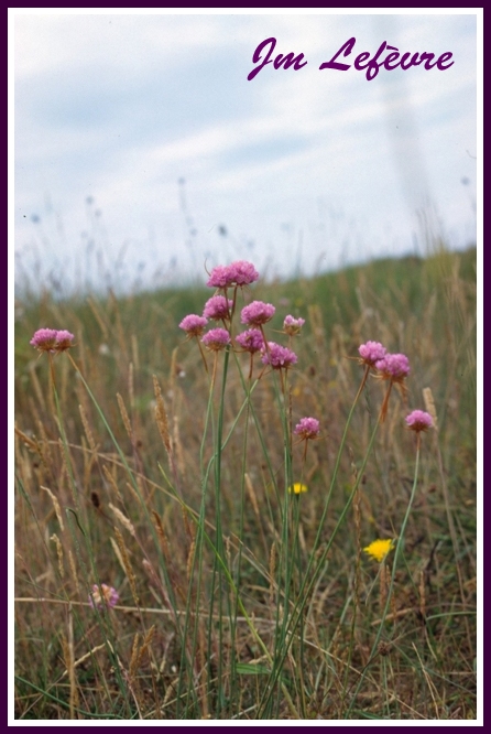 Armeria maritima (Armérie maritime) Aemeri10