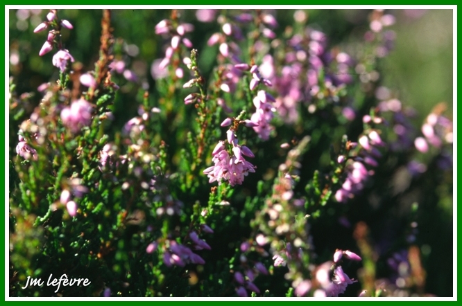 Calluna vulgaris (Callune) Calllu10