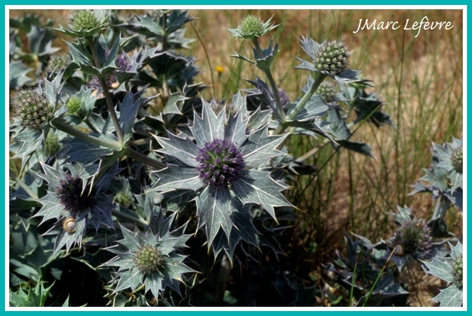 Eryngium maritimum (Panicault) Copie_16