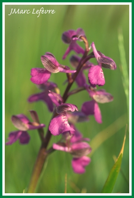 Orchis morio (Orchis bouffon) Orchis18