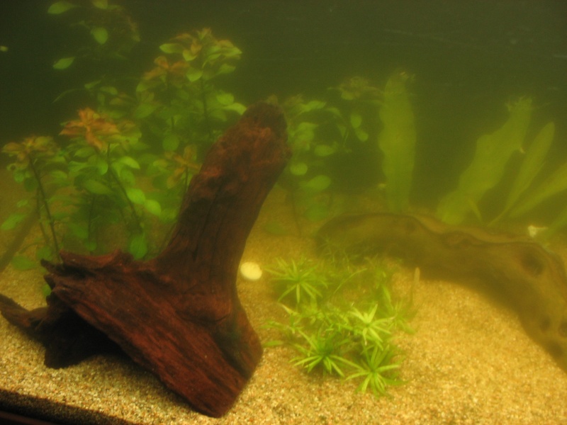 Cyanobactéries + eau verte - Page 2 Aquari13