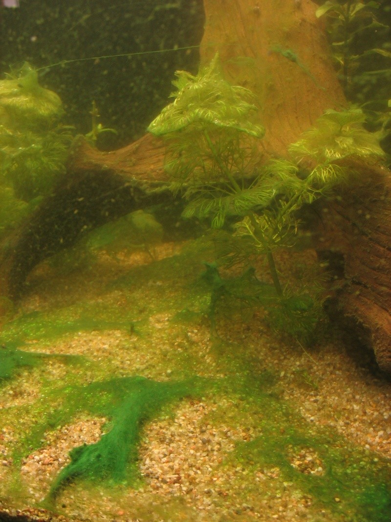 Cyanobactéries + eau verte Veille13