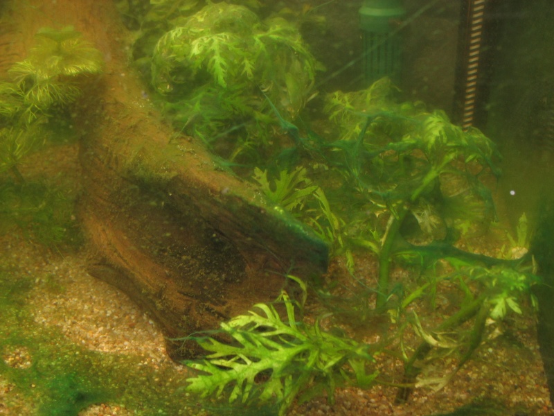 Cyanobactéries + eau verte Veille14