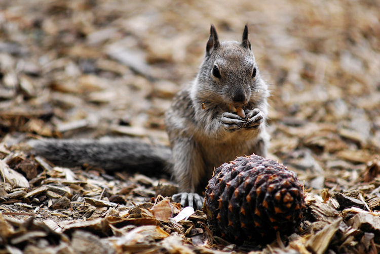 Squirrel! _dsc5713