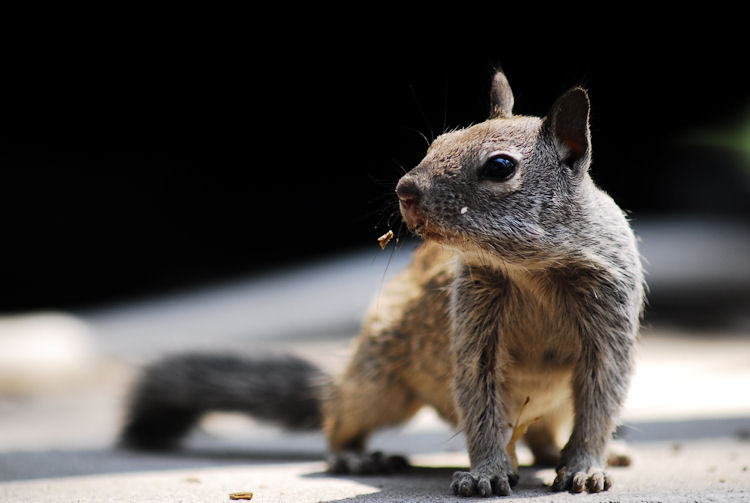 Squirrel! _dsc5810