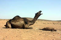  مشهد الموت مهيب حتى على الحيوانات ناقة تبكي وليدها في السعودية Gmal611