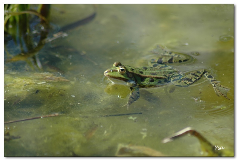 Le bal nuptial des grenouilles Grenou10