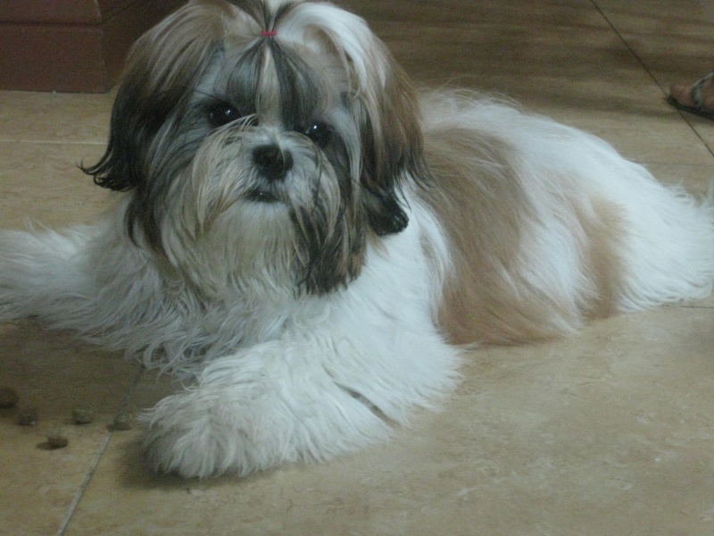 SHIH TZU LOVERS!!! - Page 6 Pictur10