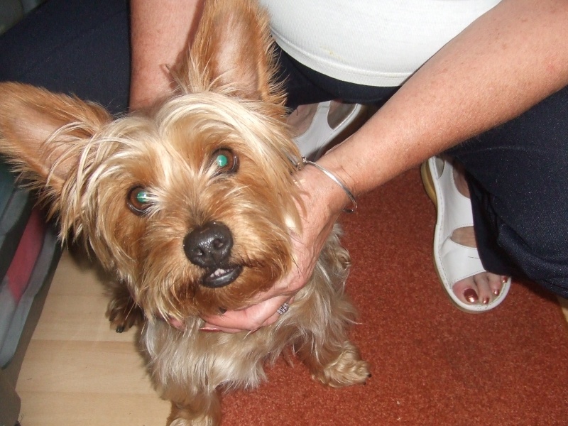 MURPHY - YORKSHIRE TERRIER - TYNE & WEAR Pp_pic10