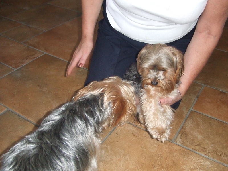 MURPHY - YORKSHIRE TERRIER - TYNE & WEAR Pp_pic15