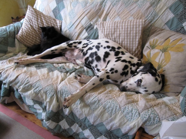 ROXANE - dalmatien F - 9ans - en FA dpt 94 - asso DalmaSF Roxan113