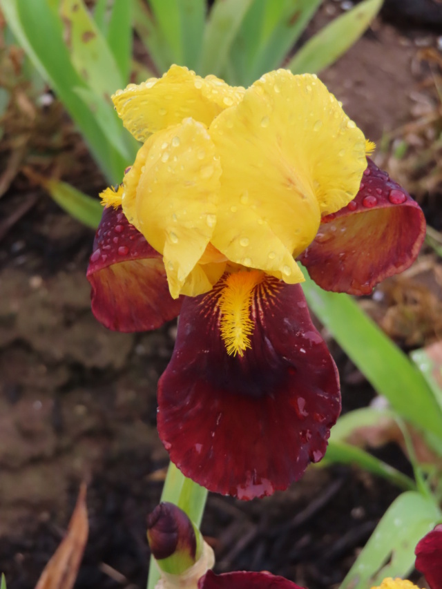 Iris 'Andalou' - Jean Cayeux 1995 Andalo10