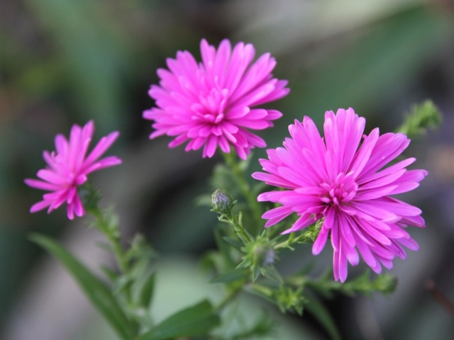 Feuilles dans le vent Aster_13