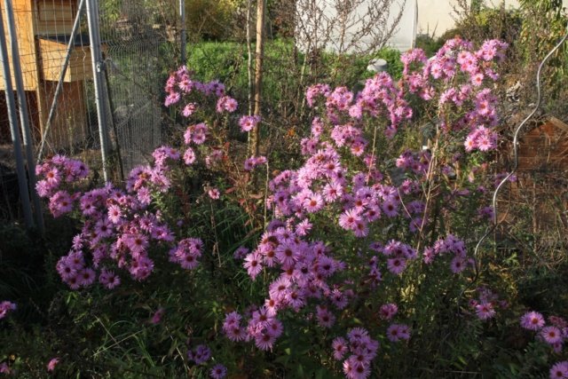 Feuilles dans le vent Aster_14