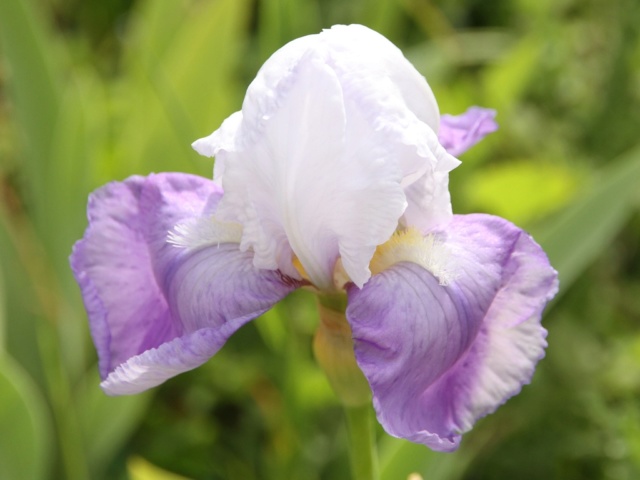 Iris amoena mauve - Lilou [identification en cours] Bande_13