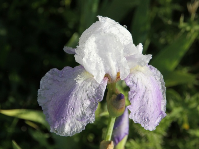 Iris amoena mauve - Lilou [identification en cours] Bande_14