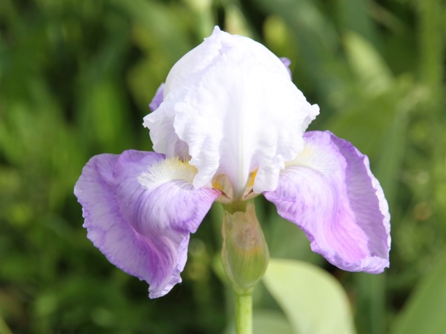 Iris amoena mauve - Lilou [identification en cours] Bande_15
