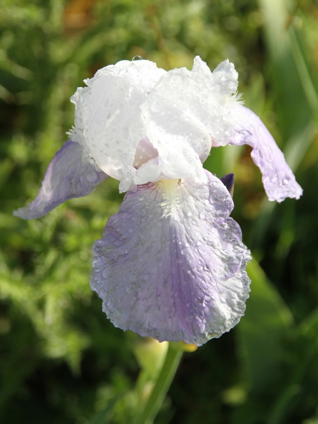 Iris amoena mauve - Lilou [identification en cours] Bande_17