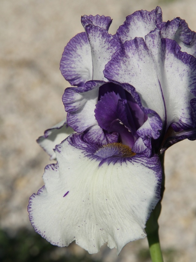Iris 'Orinoco Flow' - Lilou [identification] Bande_19