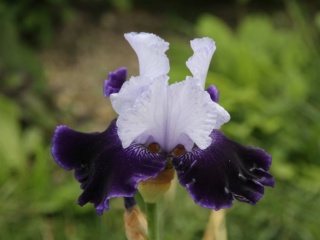 Iris'World Premier' [Identification] Lilou Bordur11