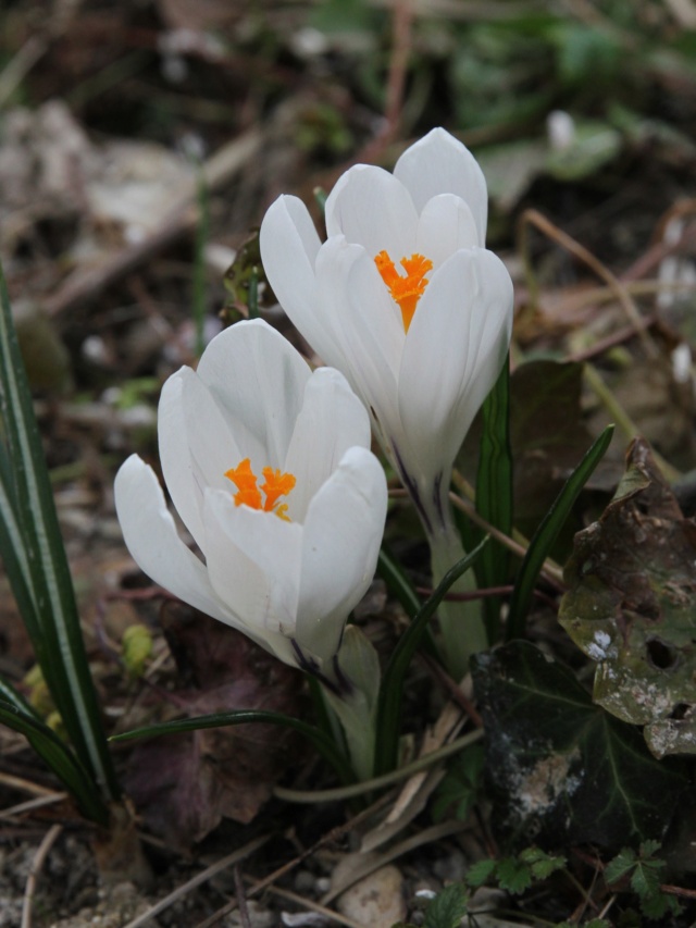 Crocus + différences avec Colchicum & Sternbergia Crocus12