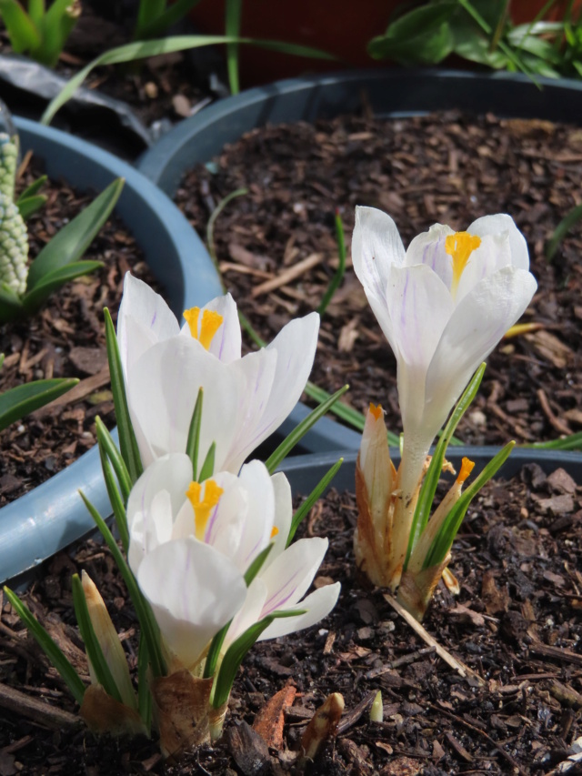 Crocus + différences avec Colchicum & Sternbergia Crocus13