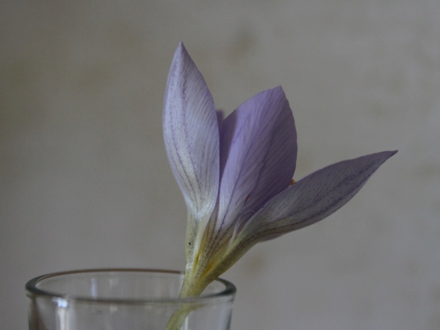 Crocus + différences avec Colchicum & Sternbergia Crocus24