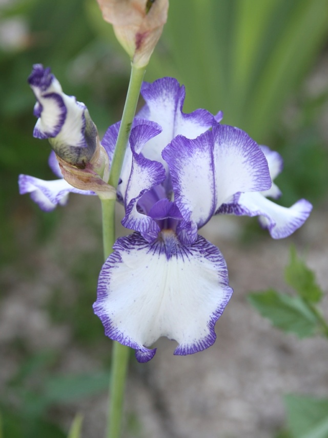 Iris plicata bleu violacé Eli_3110