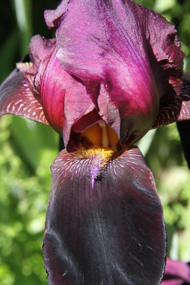 Iris bitone sombre bourgogne - Lilou [identification en cours] Eli_6717