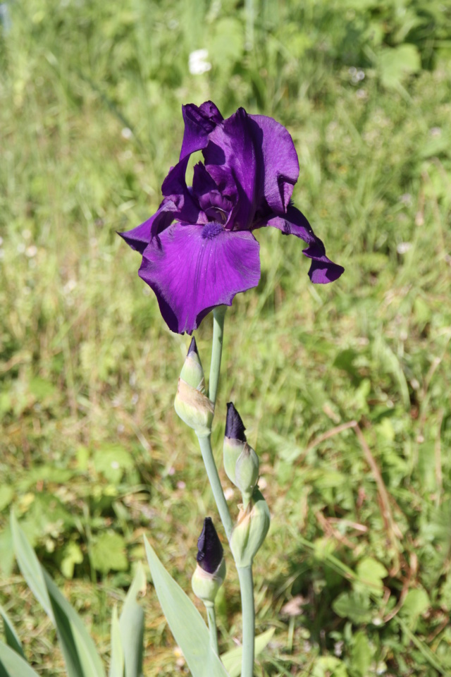 Grand iris self violet Grand_16