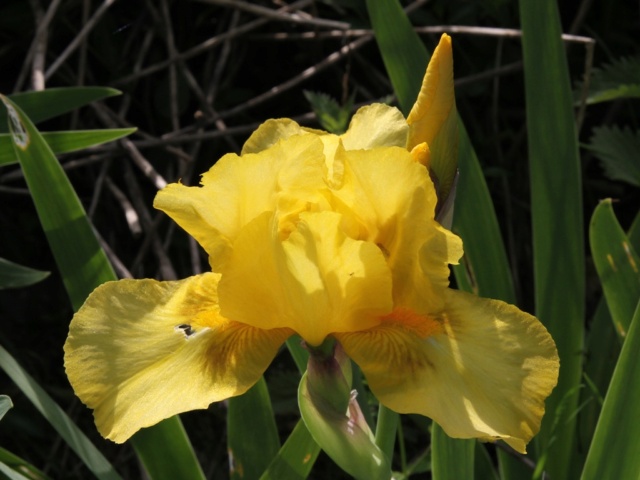 Iris intermédiaire (?) jaune Interm11