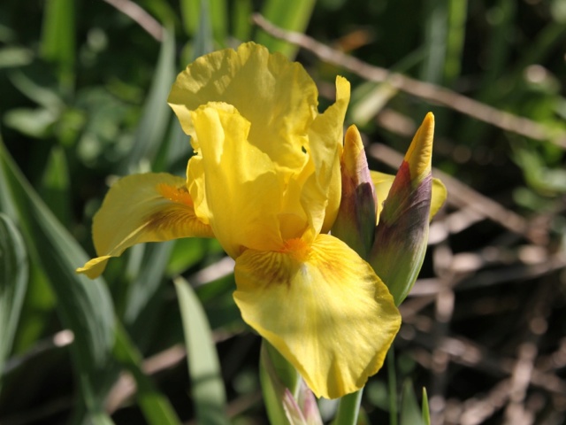 Iris intermédiaire (?) jaune Interm12