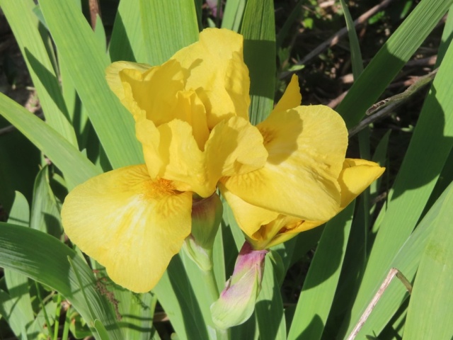Iris intermédiaire (?) jaune Interm15