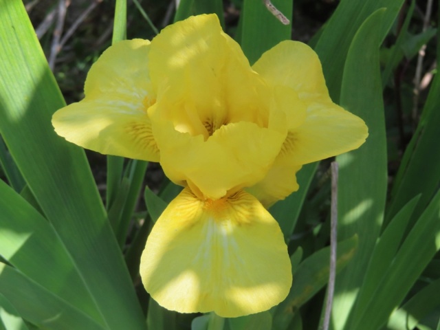 Iris intermédiaire (?) jaune Interm16