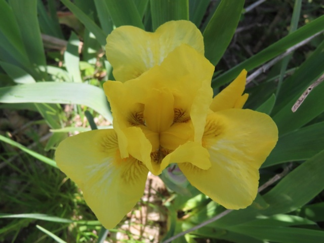 Iris intermédiaire (?) jaune Interm19