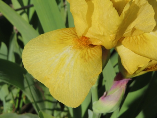 Iris intermédiaire (?) jaune Interm20