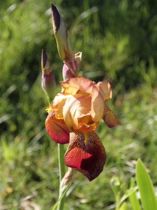 Iris 'Agrippa' - Ferdinand Cayeux 1936 Iris_a11