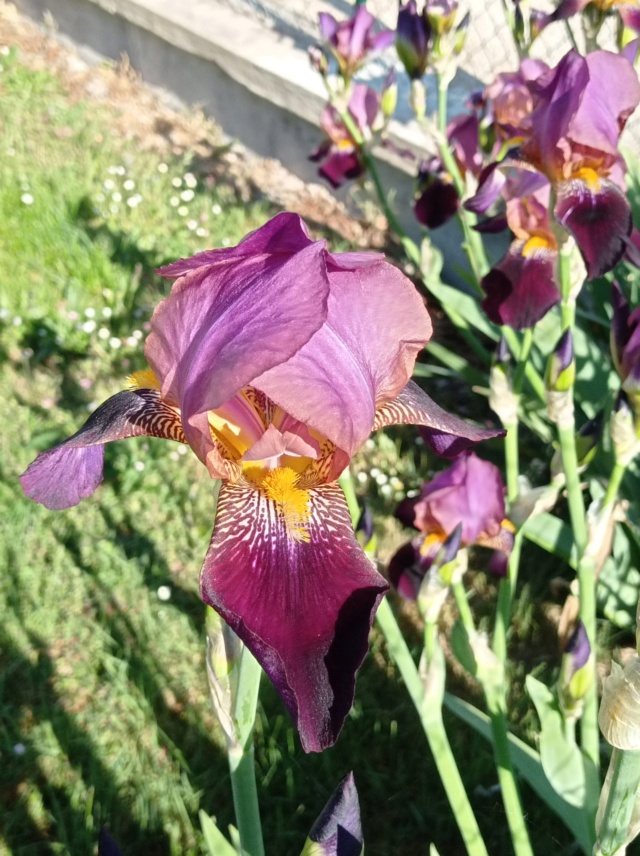 Iris 'Voltigeur' -[identification] Iris_d41