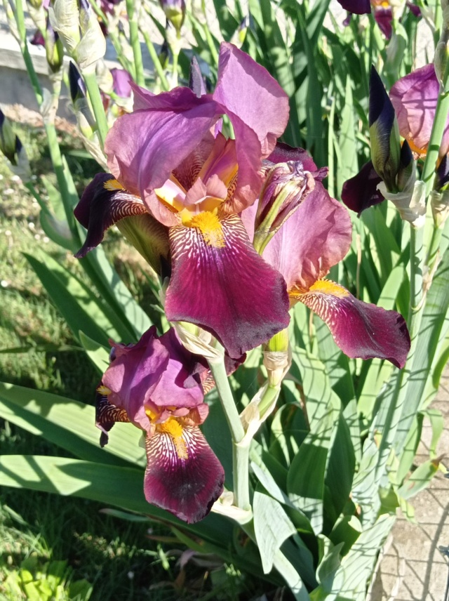 Iris 'Voltigeur' -[identification] Iris_d44