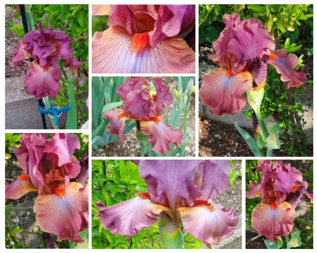 Grand iris  à franfreluches - Page 2 Iris_d64
