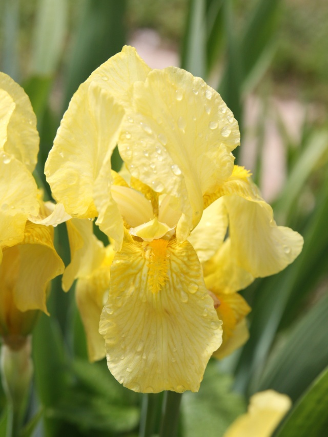 Iris jaune en recherche d'identité Iris_d66