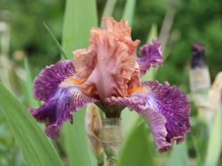 Iris 'Flying Circus' - Keith Keppel 2003 Iris_f11